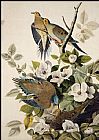 John James Audubon Canvas Paintings - Carolina Pigeon, Mourning Dove